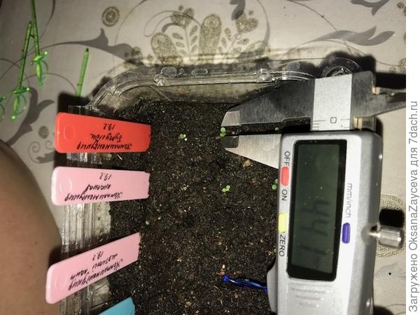 размер первенца в грунте