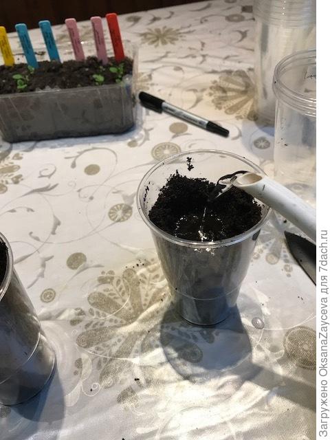 После полива земля села еще ниже