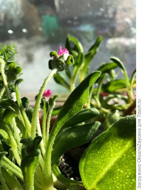 А на солнышке блестит как самоцвет, утром еще не раскрылся