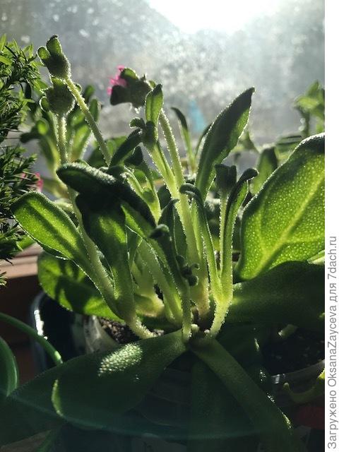 Весь в хрустальных сосочках, по этому и зовут хрустальной ромашкой