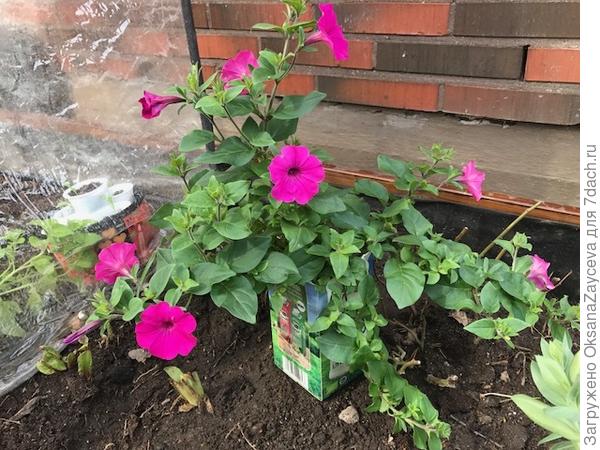 Торнадо, посеяна 2 января