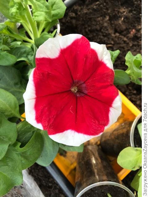 Крупноцветковый Халахуп. 10 см диаметр. Сеяла во второй половине февраля