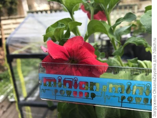 Размер цветочка тоже не большенький, но для ампелек это норма