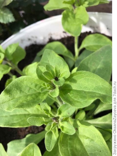 А это Марко голубая. Бутонов по всему кусту, но все маленькие. Видимо растение почувствовало свободу и решило сразу побольше бутонов заложить, а потом уже цвести