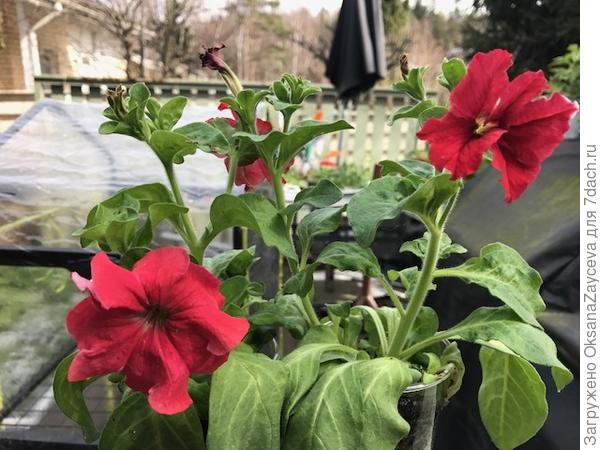 Мои Марко красно-белые выглядят вот так. Листики нижние сложили потому что на улице прохладно было. А вот расцветка пока не соответствует