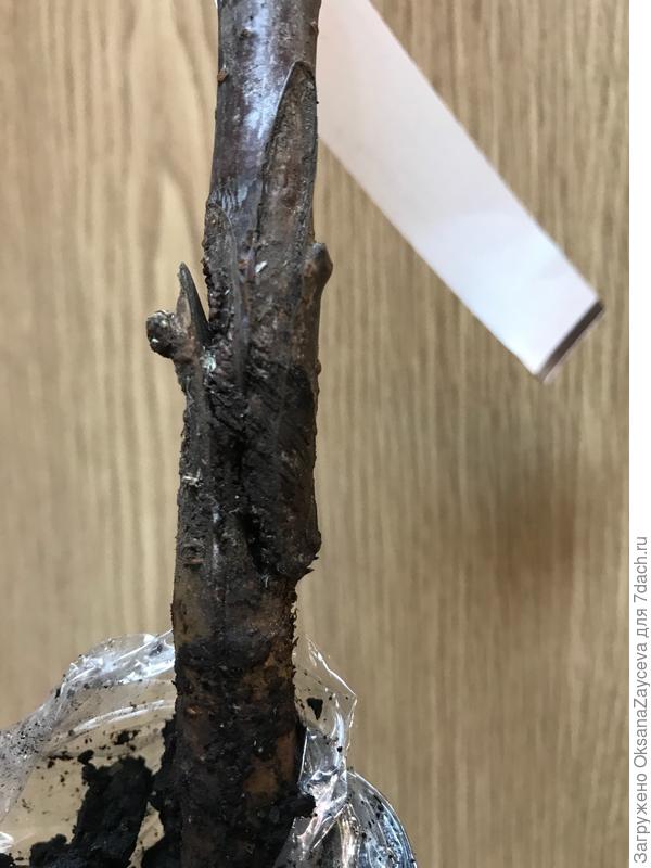 Проблемы начались при посадке в землю. Распаковала я черешню Брянскую розовую, а там... Подвой практически полностью перерублен лопатой и замазан торфом