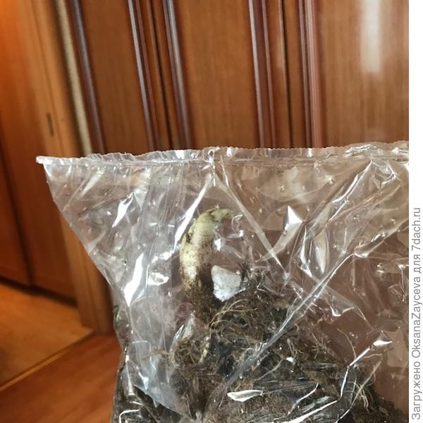 Даже в пакетиках все очевидно живое