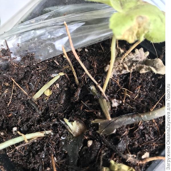 Гейхера Тирамису. Тут сажать то уже нечего, будем честны