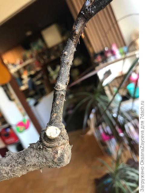 Она же Бэль Фам. Резанула сухой сучек, потом додумалась сфотографировать. Срез абсолютно сухой на фото.