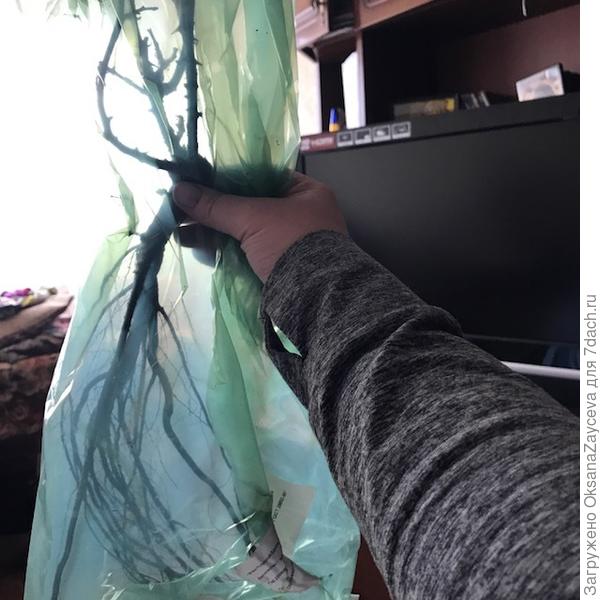 Роза с ОКС Раффлз Дрим