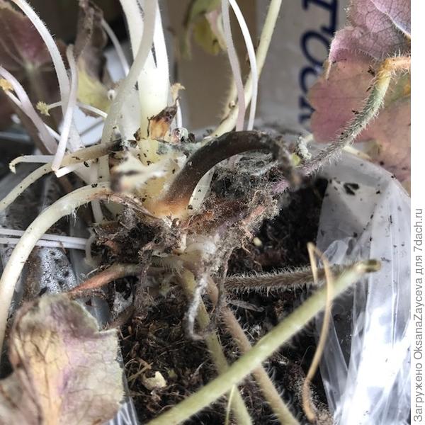 Гейхера. Серая плесень и черные ножки листиков. Полила фитоспорином, посадила в землю. Смотрю, что будет