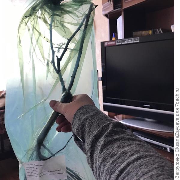 Роза с ОКС Бэль Фам