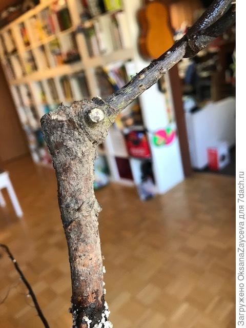 Она же с другой стороны. Ветка черная с зеленым налетом. Мох? Плесень? не знаю. Но сажать тут нечего