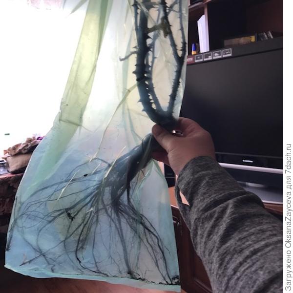 Это вот роза с ОКС, Бонер