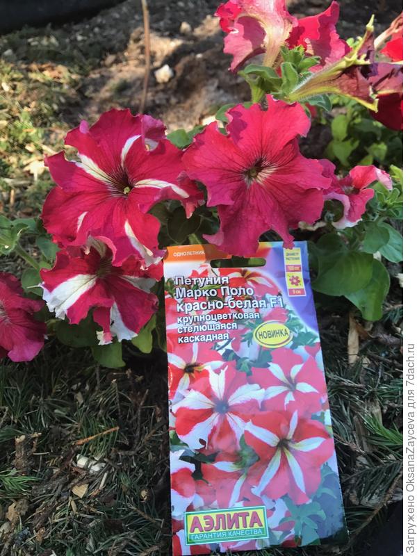 А этот только начинает менять окрас на заявленный