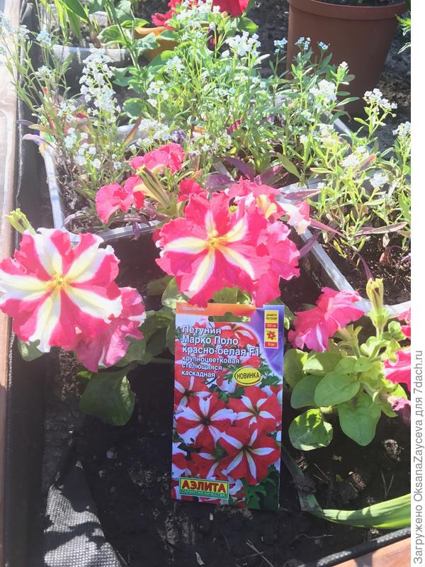 Этот уже красавец