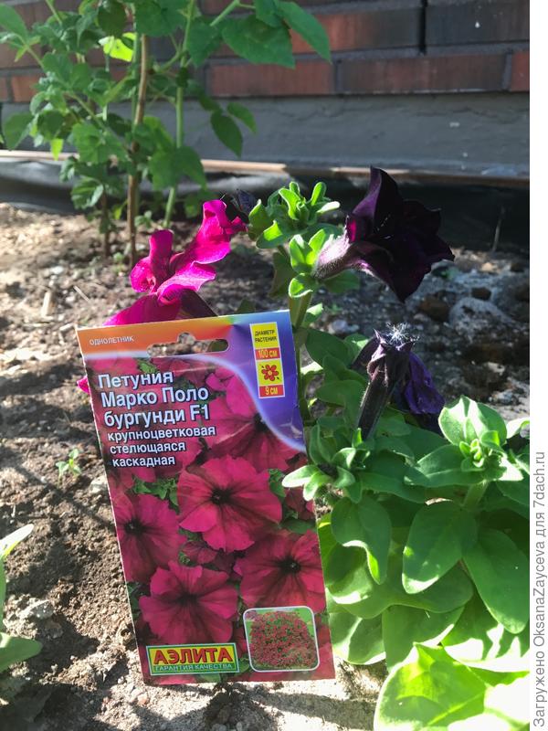 Только распускающиеся цветы глубокого черного цвета с красным отливом