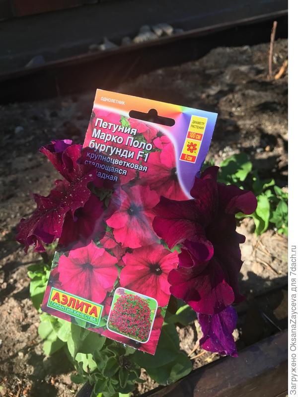 Цветки немного темнее чем на этикетке