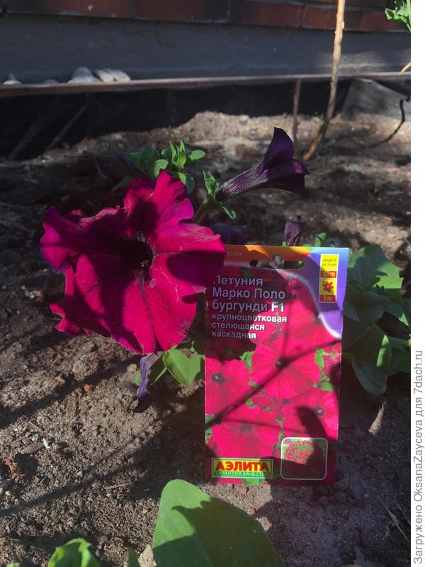 Синеватые блики больше похоже на оригинальную расцветку