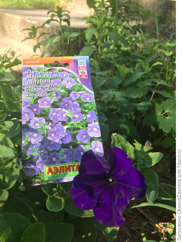 Только распустился