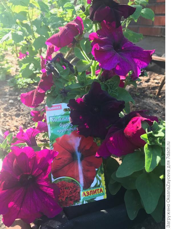 Комплиментуния бургунди