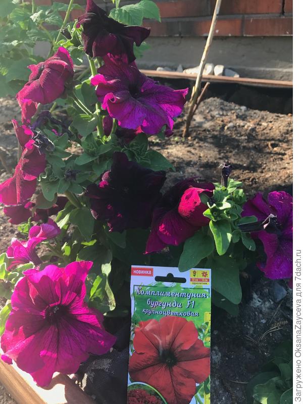 Цветы разных оттенков, они выгорают со временем.