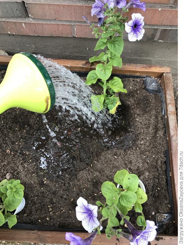 Поливаю лунку с растением