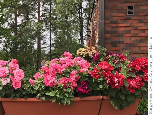 Мои махровые любимицы, в этом году - Нежность лотоса. На заднем фоне еще и кашпо  с  Экзотик Тулуз случайно попало =)