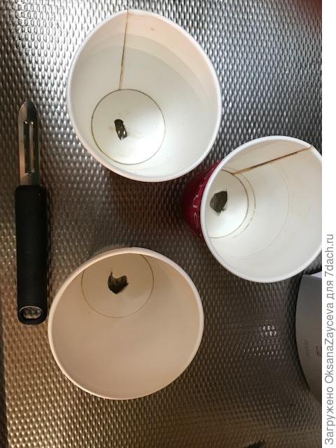 В стаканах из под кофе прорезала дырочки под сток воды