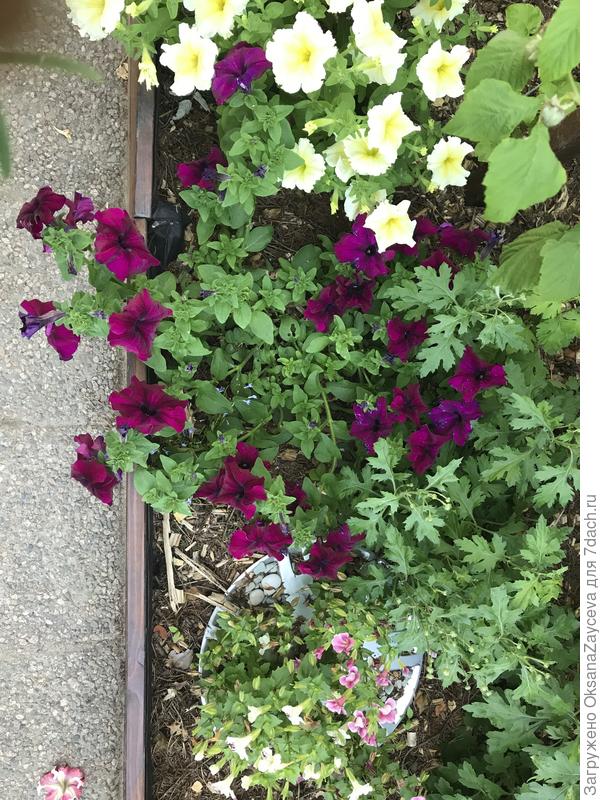 Комплиментунии изначально были уверены в своей каскадности. К тому же дожди еще сильнее разложили плети. Диаметр всех комплиментов у меня пока колеблется  в диапазоне 75-80см. В общем почти доросли до нормы =)