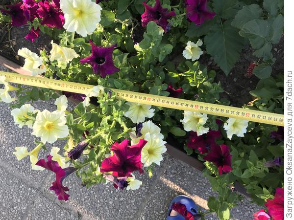 Это еще июль. Бургунди с лаймом рука об руку - 60см в диаметре!
