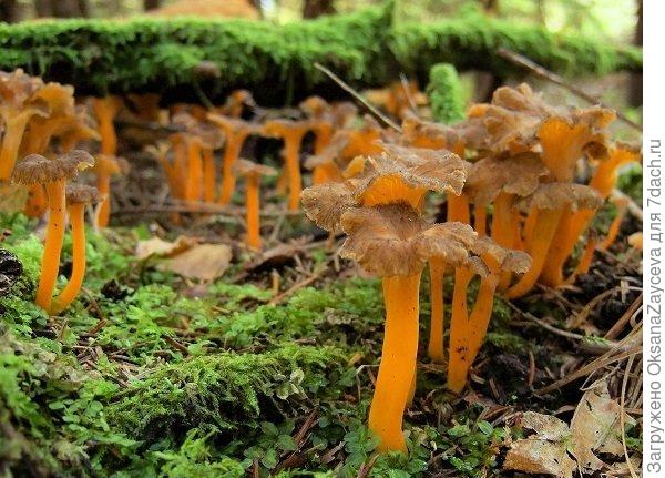 Вот эта пакость - финский деликатес!