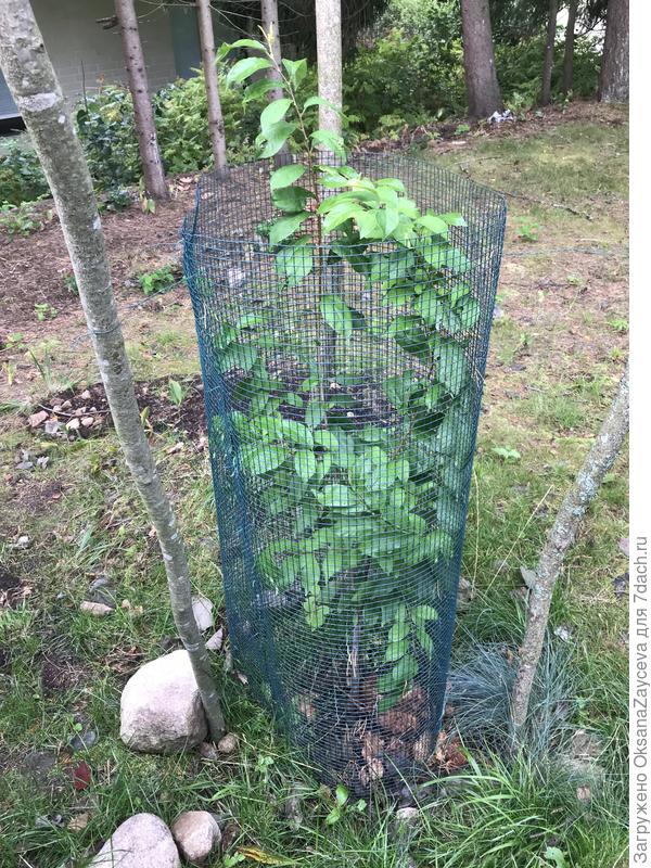 Супериор, что выросло за лето из пенька