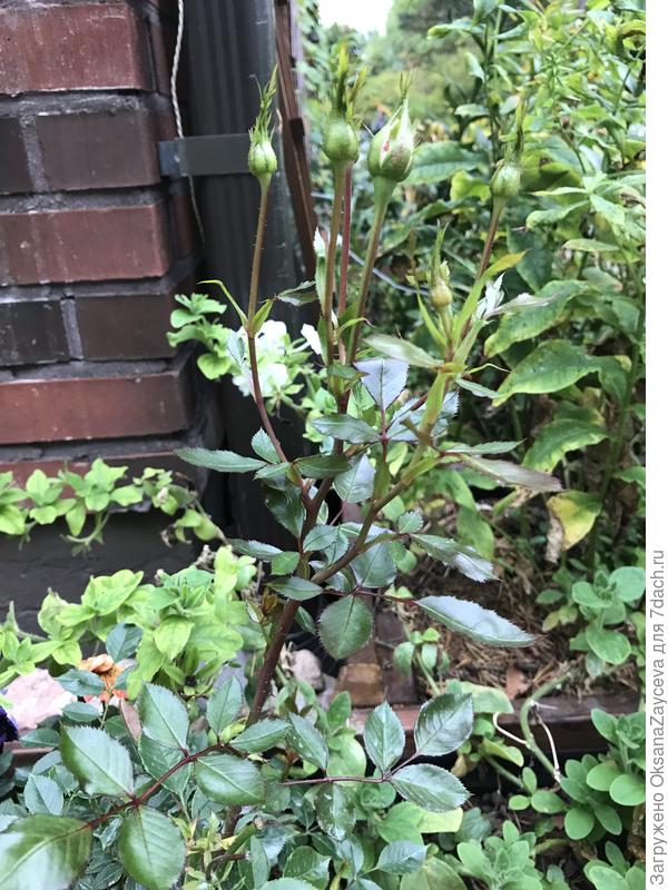 Это повторно зацветающая миниатюрка из Подворья. Крохотные листики и цветочки, по моему их еще спреями называют