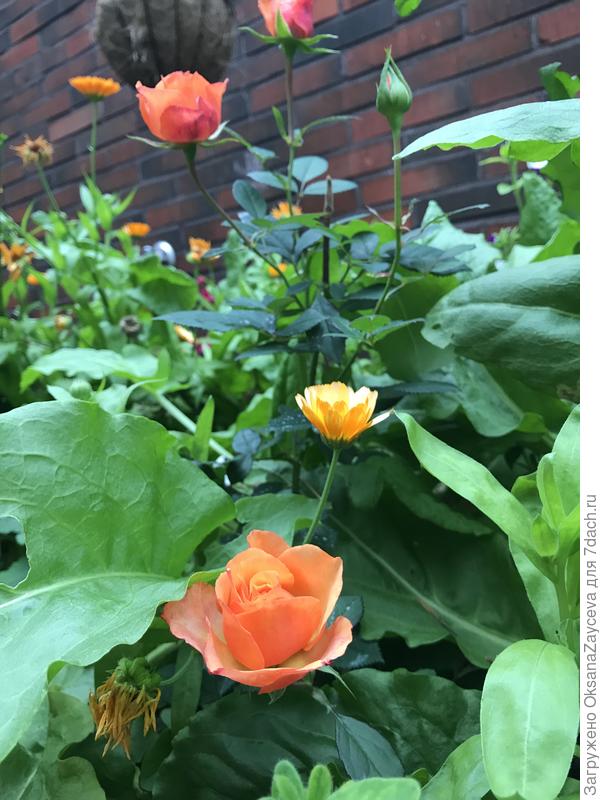 Тот же сорт =) Абрикосовый аромат бесподобен. Они единственные цветут все лето без перерыва