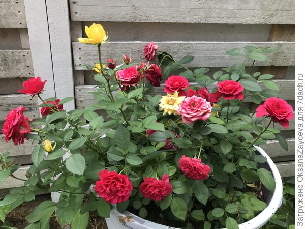 Это &quot;китайские&quot; из продуктового супермаркета, в горшочке. Красным уже 3 года, желтые первогодки. В горшке 3 куста красных (из горшка) и 4 желтых