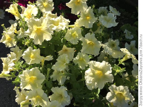 Солнечная комплиментуния мятный лайм