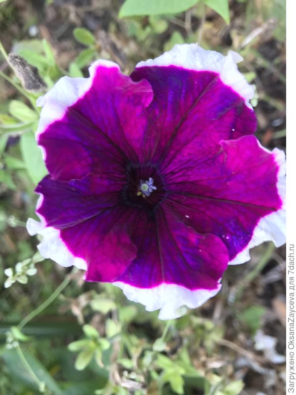 А это такая странная  Пикоти.  Она в жизни - как на фото, вся в градиентах. Где посинее, где порозовее, где настоящая бургунди. В начале она была как все - просто бургунди, зато теперь - экзотичная красавица!