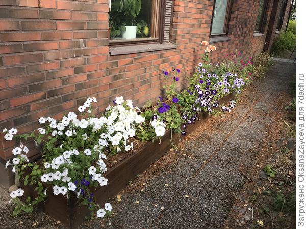 Тут целый каскад от Аэлиты =) Кроме самой первой белой с синими серединками. А дальше белая  из Суперкаскадной смеси окрасок F1, серии Лавина.  Дальше Синеглазка, Летний звездопад и Елена Прекрасная.