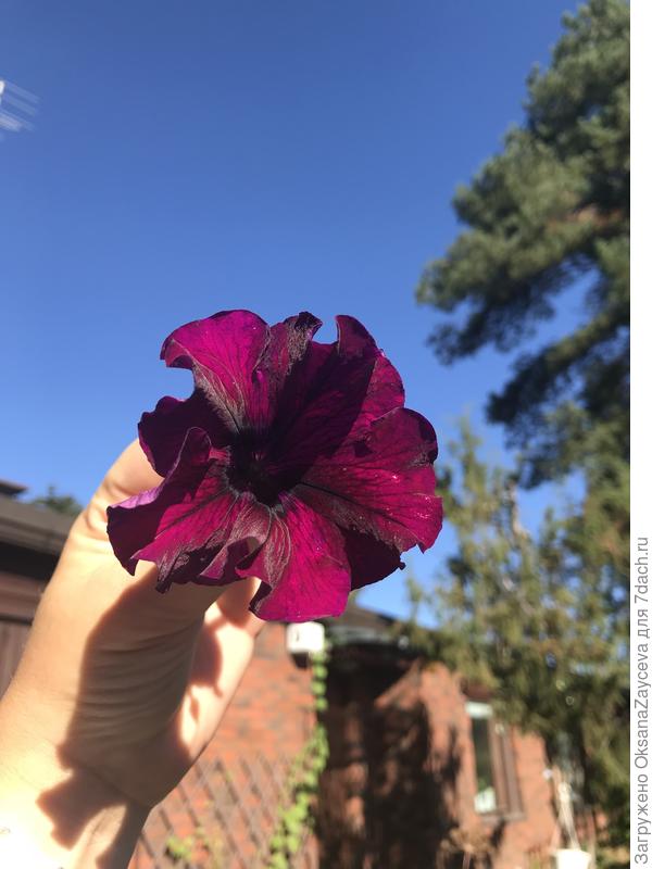 Ну и конечно же комплиментунии - бургунди