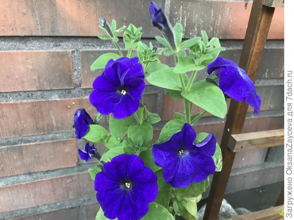 Чудная Синеглазка