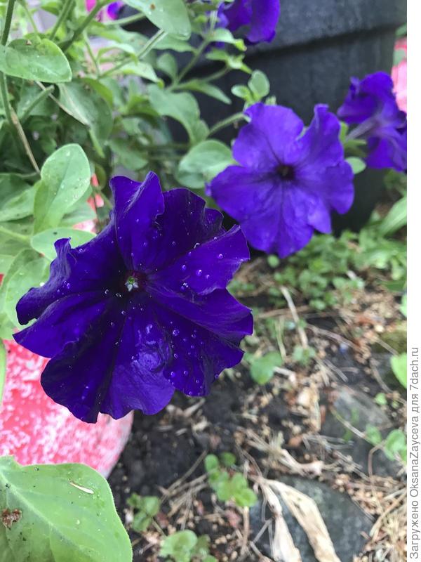 Та же Марко после утреннего туалета =) Нам не страшен летний дождь!