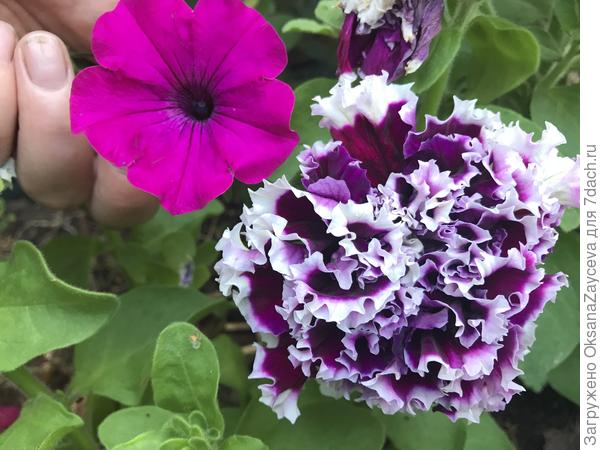 Вот нашлась еще одна махрушечка - крупноцветковая  Фруктовая глазурь. Вообще больше всего Пируэты люблю, но в этом году не свезло. А Глазурь оказалась ни чуть не хуже!