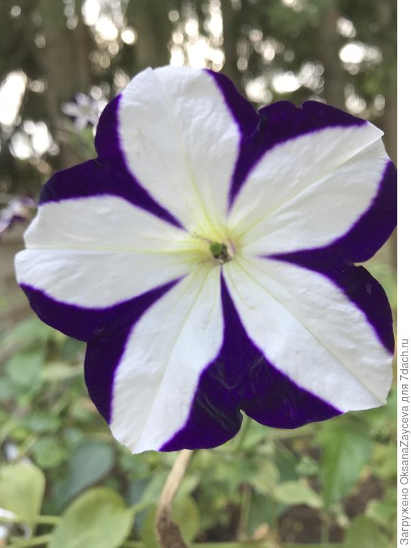 Тот же звездопад, в пачке 2 цвета - синий и бургунди