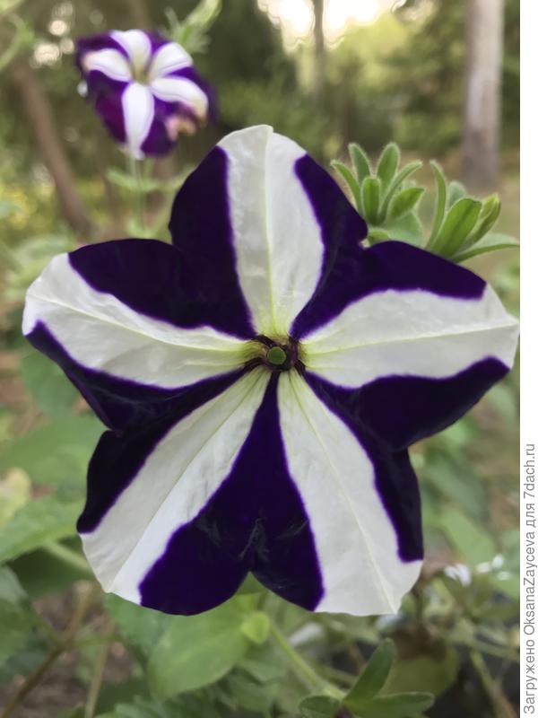 Тот же Летний звездопад