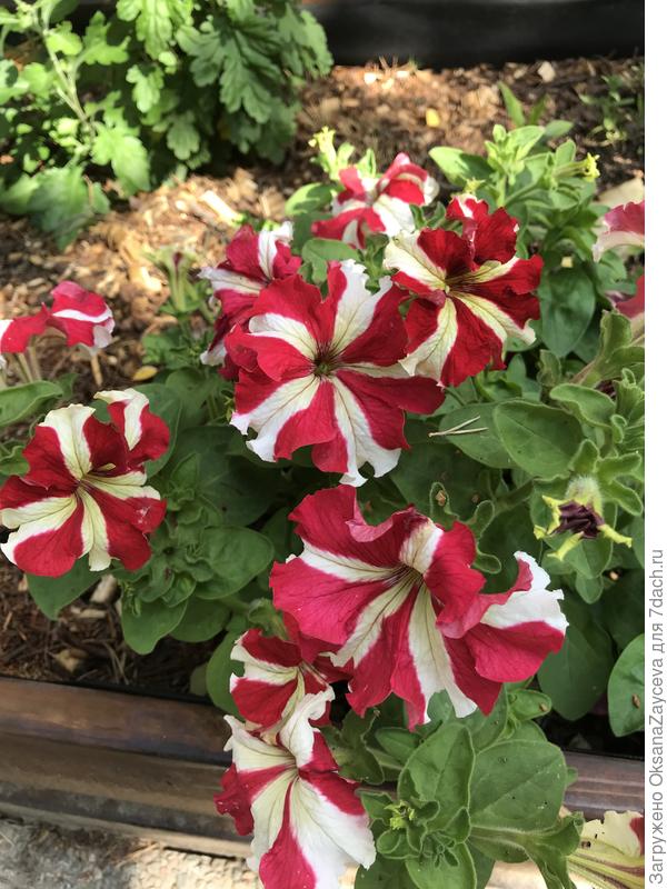 Леденцовая Марко Поло красно-белая