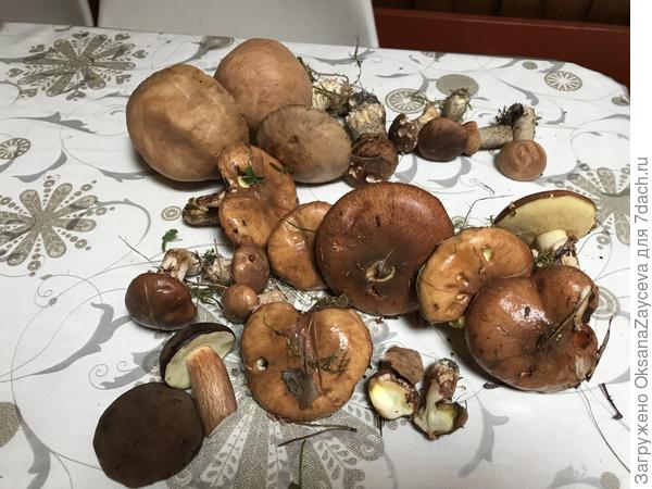 Прогулялась по двору, набрала грибов к столу! () Прогулялась по двору, набрала грибов к столу!