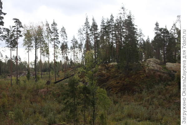 Панорама старой вырубки