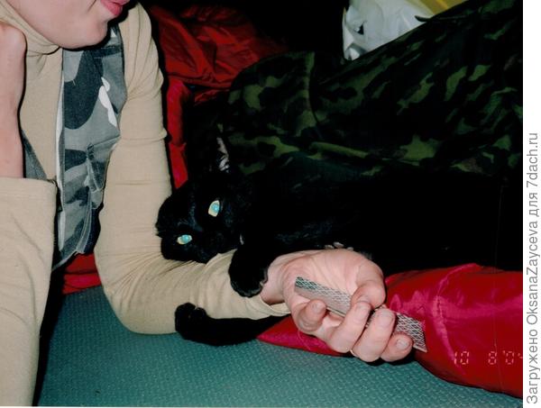 Во время дождя в палатке играли в преферанс. Собак смотрел, чтобы я не обыграла его хозяина =) Коты прекрасно ночевали в палатке и никуда от нас не убегали =)