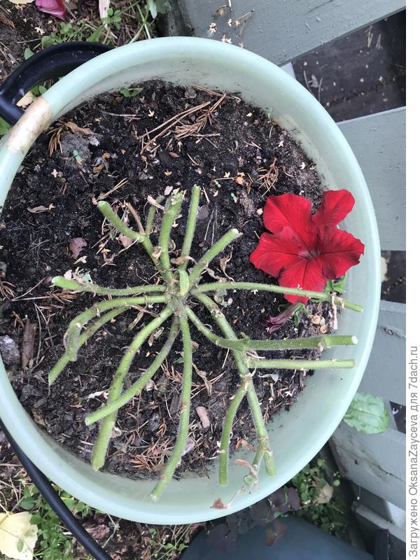 Единственный способ - вот так вот изуродовать растение